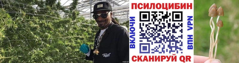где купить наркотик  Дербент  Псилоцибиновые грибы Psilocybe 